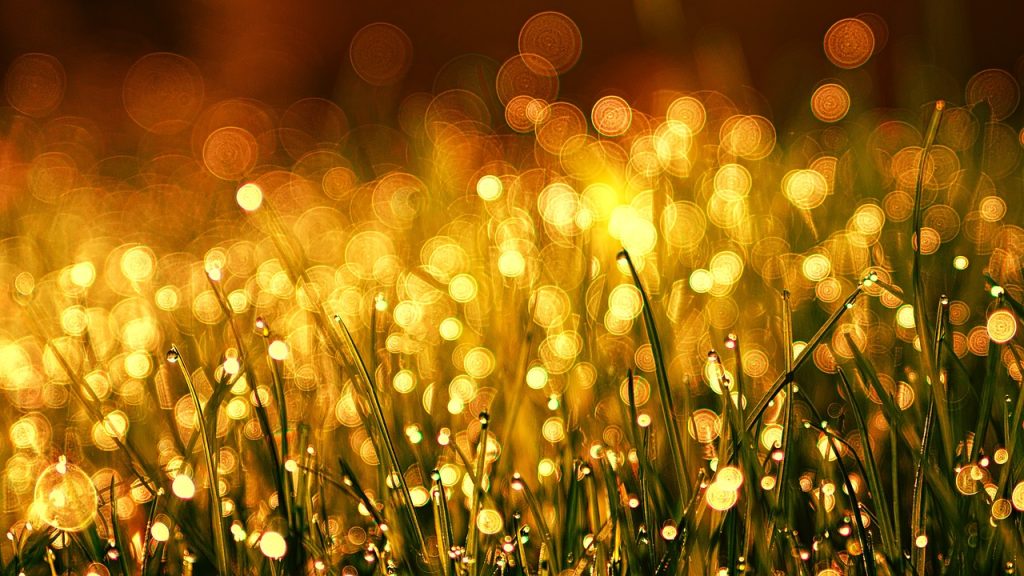 grass, meadow, dew-3375344.jpg